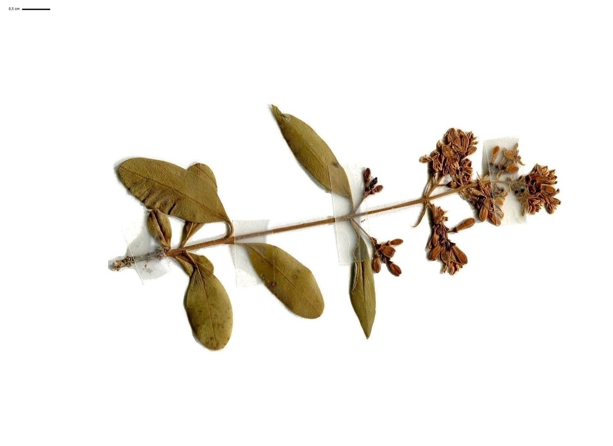 Ligustrum vulgare (Oleaceae)